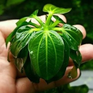 Echinodorous Iguazu 2009 (stalk) aquatic plant for aquarium paludarium and terrarium