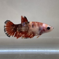 PROMO TERBATAS!!! Cupang Female Betina Giant Multicolor Nemo Galaxy