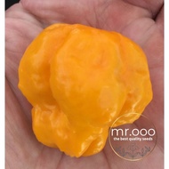 Benih Pepper - Hot - Yellow Scotch Bonnet - 10 Benih - Import