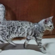 kucing bengal silver betina remaja