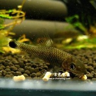 【AC草影】小猴飛狐【兩隻】除藻 除青苔 清潔魚缸 吃黑毛藻