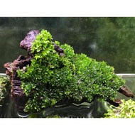 Star Moss Terrarium Moss