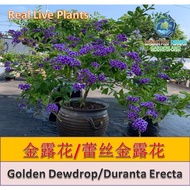 【Ready Stock/现货】Real Live Plant Golden Dewdrop/Duranta Erecta 老桩棒棒糖形状金露花/蕾丝金露花