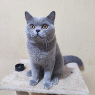 Kucing British Shorthair Bsh Jakarta Timur Ready Kak