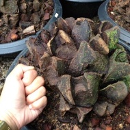 หน่อว่านกีบแรด เฟิร์นกีบแรด Giant fern Angiopteris evecta (G. Forst.) ขนาด 3 - 4 กิโลกรัม