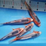 ready bibit ikan koi asagi size 18 cm