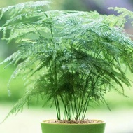 Asparagus Fern Planting Four Seasons Asparagus Fern Indoor Planting Pot New Courtyard Cold-Resistant Seeds Asparagus Fer