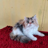 kucing persia calico betina