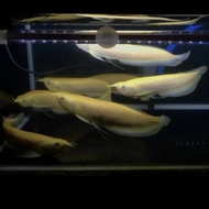 PROMO Ikan arwana silver albino arowarna size 30cm