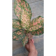 Sindo - Aglaonema Pink Ruby By Idamulya Florist Live Plant GRNBEGNS30