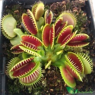 ️ Venus Flytrap ️ B52 Series Clip Trap - Catch Red Bait