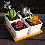 Green Rhyme Hanada【Two Hours】Kit for the Novice Succulent Indoor Plants Succulent Potted Succulent Combined Green Plants