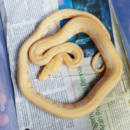 retic tiger albino lavender