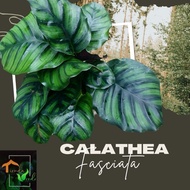 Calathea Fasciata Live Plants