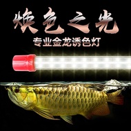 Arowana T8 RGB Tanning  LED Light Special For Arowana MGBB Golden Head 24k Arowana