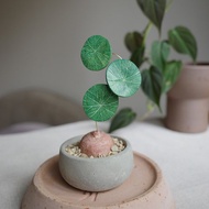 圓葉山烏龜皮革盆栽