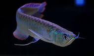 Silver Arowana/Ornamental fish/Freshwater/Readystock