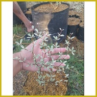 ✿ ↂ ◲ VARIEGATED AFRICAN TALISAY PLANT (SMALL)
