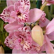 seedling anggrek dendrobium pink princess bibit anggrek dendrobium