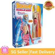 SmartLab Toys Squishy Human Body, Multicolor, Standard