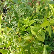GAYA INDAH NASERY..pokok bunga sedap malam