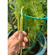 (SG Seller) Green Asparagus Seeds (20 seeds)