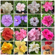 Part 4/6 : Pokok Bunga Raya Hibiscus Rose Of Sharon Lavender Chiffon kona kalakoa sea mutabilis bapt