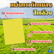 แผ่นกาวดักแมลง (สีเหลือง) ขนาด 20 x 25 เซนติเมตร จำนวน 1 แผ่น Yellow trap 20 x 25 cms  1 pcs