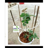 Buluh Pancang pokok/support pokok tumbang/Diraut Halus,buloh pancang