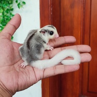 Sugar Glider Mozaik Het Platinum Joey