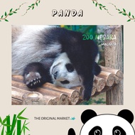 Malaysia Postcard - Panda | Zoo Negara | Malaysia