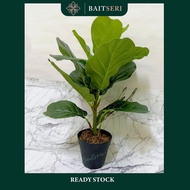 READY STOCK❤ Premium Fiddle Fig Artificial PlanT