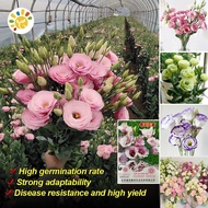 20 Seeds/pack Eustoma Grandiflorum Seed Pink Eustoma Grandiflorum Flower Seeds for Planting Flower P