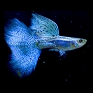 Blue Grass (Big Dorsal) Guppy Live Fish