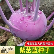 Purple Cynthia Blue Seeds Purple Fruit Cynthia Sweet Crispy Spring Autumn Cynthia Four Seasons Potte