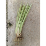 keratan akar serai segar (5 keratan berakar atau 9 batang makan)