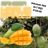 Mangga Harum Manis Perlis