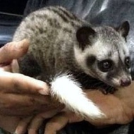 Musang pandan ekor putih baby