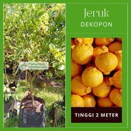 Pohon Jeruk Dekopon 2m Lagi Berbuah Bibit Tanaman Buah Jumbo Tinggi