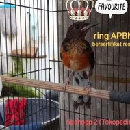 Burung Murai Batu Trotol Jantan Medan Non Gembung Ring Apbn