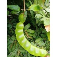 biji buah sintok@akar beluru