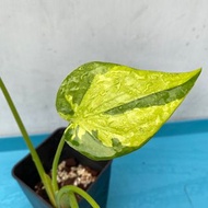 斑葉尖尾芋 Alocasia cucullata variegated/“yellow tail”