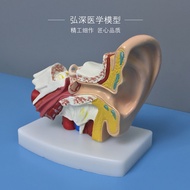 Ear ear model of ear organs dissection structure mining ear auditory medicine teaching young childre