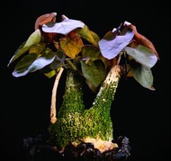 #504 紅葉西番蓮 Adenia keramanthus / 塊根植物 Caudex / 另售象牙宮、龜甲龍、念珠橄欖、橄欖樹、象足漆樹