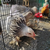 Ayam Brahma Light Colombian