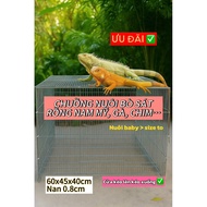 South American Dragon Reptile Cage iguana Baby and Adult