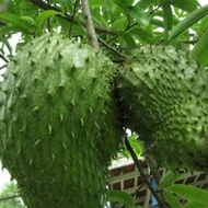 Pohon Sirsak Madu Jumbo Bibit Pohon Sirsak Madu