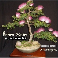 EKSLUSIF Bahan bonsai putri malu viral/bonggol @omley46