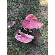 KELADI VIRAL / CALADIUM THAI / CALADIUM MENGKUN