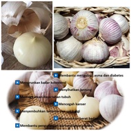 BAWANG PUTIH TUNGGAL/BAWANG LANANG VIRAL